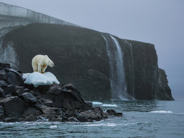 polar-bear-rudolf-island-615